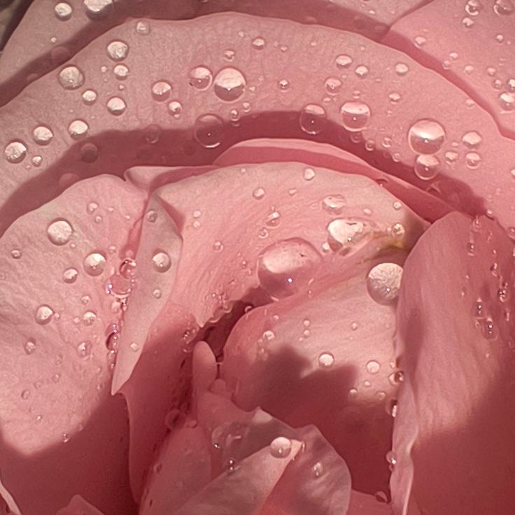 The Refill Shoppe Rosewater Toner in a clear spray bottle, showcasing a gentle, floral skincare product for refreshing skin.